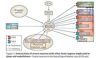 Fontos input: Amygdala felől Orexinerg aktivitás: