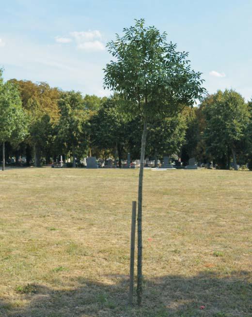 Tehát itt is olyan, a temető