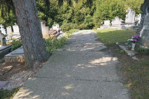 Az orchideák fajtájából a pókbangó, a tarka kosbor, valamint az agárkosbor nyílik a temetőben. A pókbangó a legkorábban nyíló bangó faj.