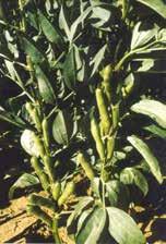 Fuzárium- ellenálló képessége közepes. Szárazságtűrése közepes. Potenciális termőképessége: 3-4 t/ha mag. Minősítés éve: 1986 Étkezési lóbab fajta. Növénymagassága: 80-120 cm. Szárszilárdsága jó.