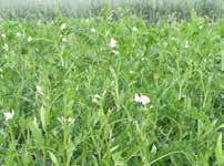 Potenciális magtermése: 3-3,5 t/ha, üzemi termése: 1-1,5 t/ha, zabbal vetve zöldhozama: 35-45 t/ha.