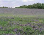 Zöld etetéshez a keléstől 60-68 napra alkalmas. Ezermagtömege: 40-46 gramm. Zöldhozama: 25-40 t/ha. Szénatermése: 6-9 t/ha. Potenciális magtermése 3 t/ha körüli. Túlérésben magpergésre hajlamos.