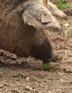 Termék ár ár ár 10 után ár 10 után Fagyasztott mangalica szűzpecsenye