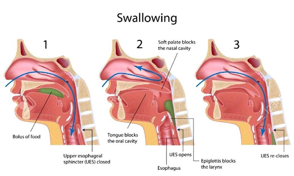11 A nyelés mechanizmusa Az ajkak zárulnak, nyelv elölről hátrafelé felemelkedik, így a falatot a garatba juttatja, a lágy szájpad felemelkedik, és elzárja az utat az orrüreg felé, a falat a