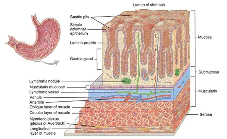 12 A gyomor falának szerkezete A gyomorfal rétegződését tekintve tipikus felépítésű, amennyiben redőzött nyálkahártya, nyálkahártya alatti kötőszövet, izomrétegek és savós hártya építik fel. I.