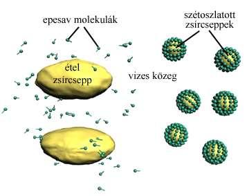 Az epeelválasztás állandóan folyik, a táplálkozás szakaszosságától lényegében független. A képződött epe egy része az epehólyagban raktározódik el, s ott jelentősen bekoncentrálódik.