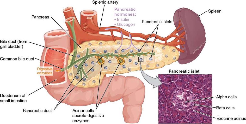 Ezek a habos sejtek az érelmeszesedés kezdeti lépését jelentik. Az érelmeszesedés legjellemzőbb formája az atherosclerosis.