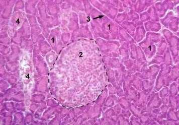 A zsíranyagcsere másik fontos alkotója a HDL (high density lipoprotein), melyet a máj és a vékonybél szintetizál. A HDL, az ún. védő lipoproteinrészecske.