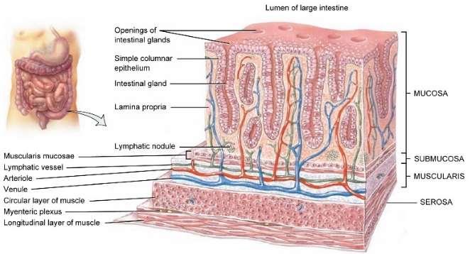 A vastagbél működése A vastagbél fala által elválasztott csekély mucin tartalmú szekrétum enzimeket nem tartalmaz.