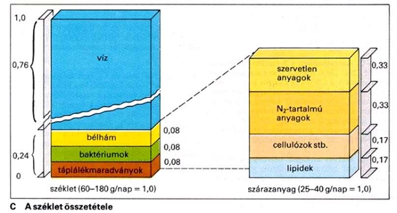 39 A bél baktériumflóra háromféle mechanizmus segítségével védekezik a kórokozók ellen: közvetlen gátlással, antibiotikumok termelésével, tápanyagelvonással és az élőhely elfoglalásával, valamint az