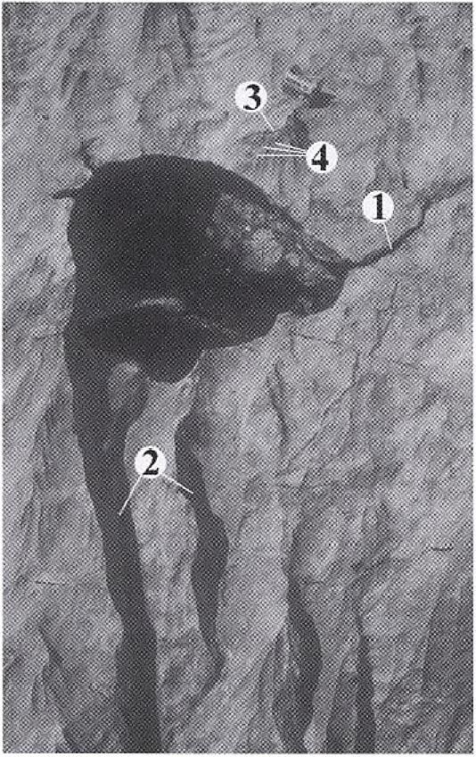 W. 1989) jön létre. Madáritatók Tál alakú mélyedések (12, kép), amelyeknek a különböző szerzők különböző elnevezéseket adtak: elint pool (SWEETING, M. M. 1966), rock pool (WILLIAMS, P. W.