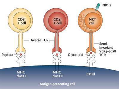 T és NKT sejtek