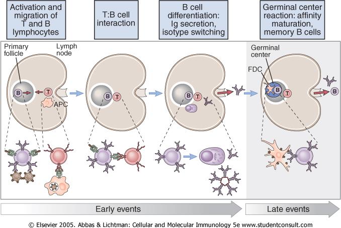 A humorális immunválasz korai eseményei: Thelper sejt aktiváció CCR7 CCR7 T T