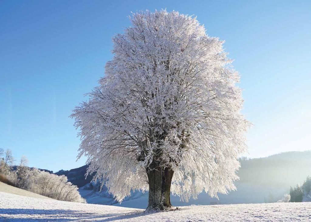 12 13 December 1. hete A külső világ tevékeny megismerése Készülődés a Mikulás-ünnepre Mikulás-várás az erdőben.