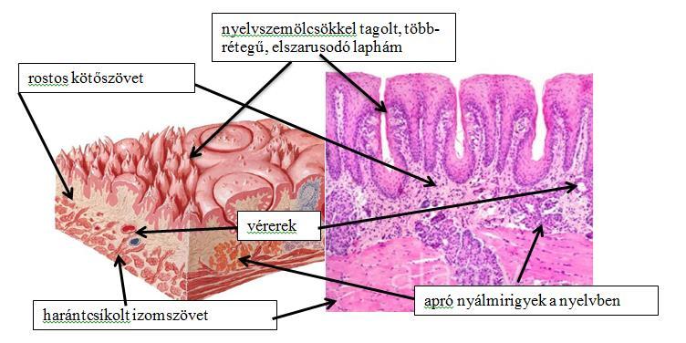 Biológia 8. 14 Az állati szövetek vizsgálata Töltessük ki az alábbi táblázatot a megfigyelések és az átismételtek alapján.