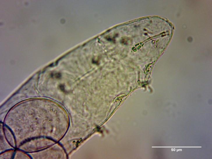 A Tardigradák táplálkozási szempontból 3 csoportra oszthatók: mindenevők/ragadozók, növényevők és mikrobafogyasztók. Ez utóbbiak baktérium-, gomba- és detrituszevők.