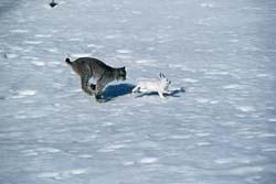 A klasszikus példa egy kicsit másként Kanadai hiúz (Lynx