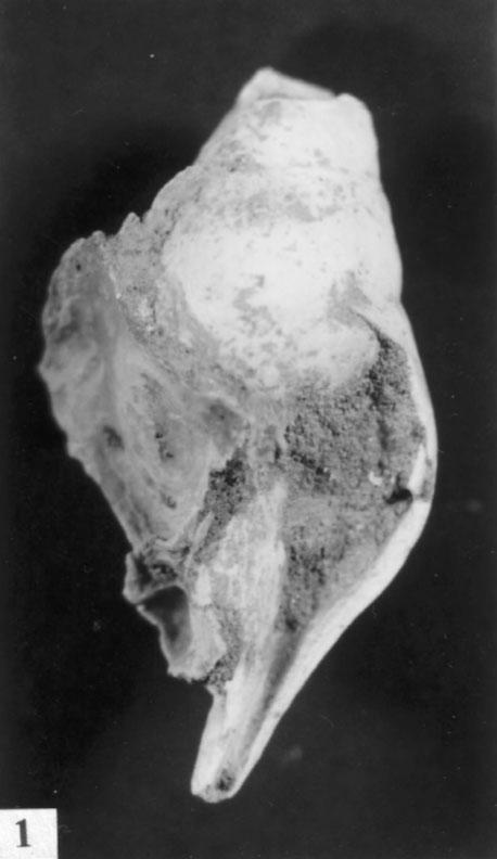 S.sz FAJ E Eé 1 2 3 4 5 6 7 8 9 10 11 12 13 14 15 1. Ostrea sp. 2 2 1 1 2.