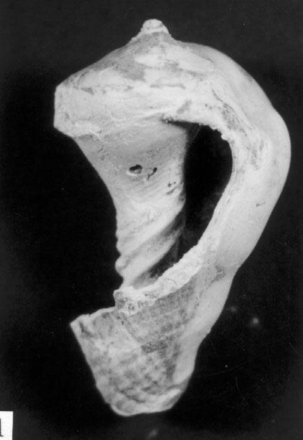 3 1 2 III. tábla 1.
