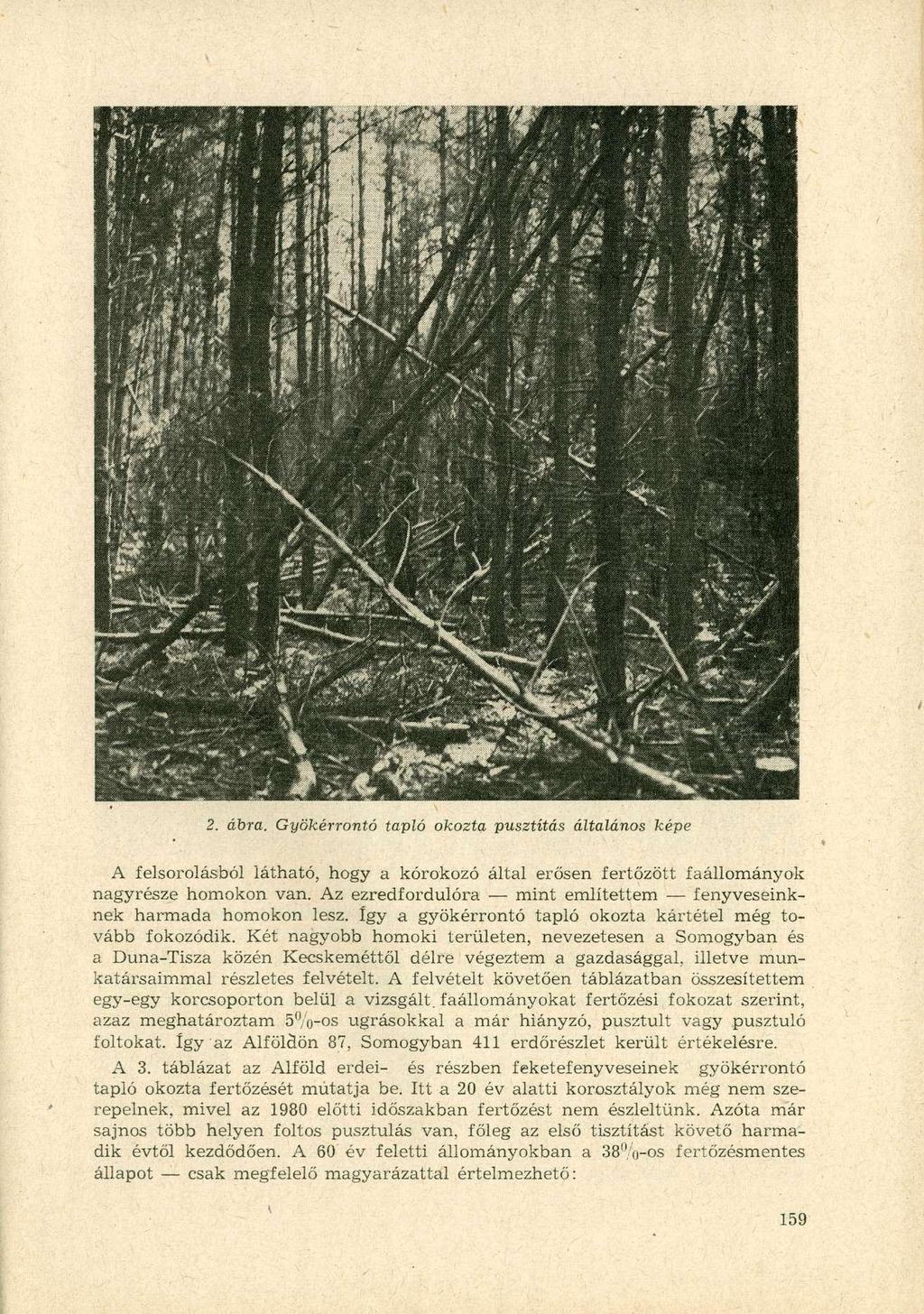 2. ábra. Gyökérrontó tapló okozta pusztítás általános képe A felsorolásból látható, hogy a kórokozó által erősen fertőzött faállományok nagyrésze homokon van.