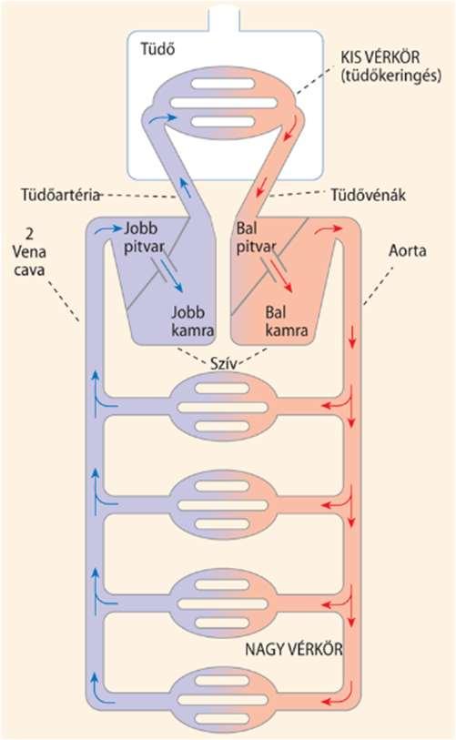 A szív melyik részében lassul le az ingerületi hullám terjedése?.... 3. Mennyit pihen az ábrán látható szív egy perc alatt, ha percenként 75-szer húzódik össze?