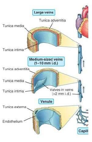 A legkisebb vénák a venulák, majd tovább a szív felé haladva az erek átmérője fokozatosan nő.