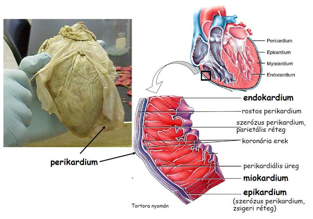 gyakorlat a szív egészségét diagram)