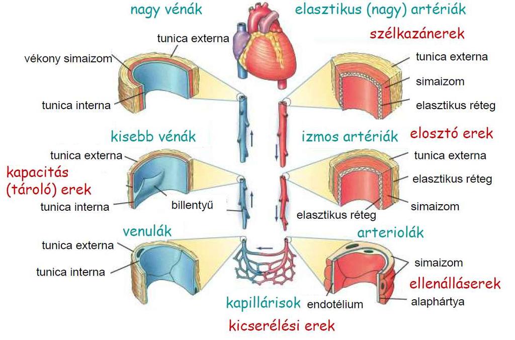 idegszövet (vér-agy gát),