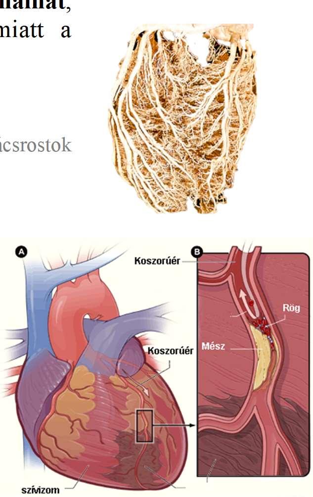 A koszorúerek az aorta kezdetéről erednek és a jobb pitvar előtt csatlakoznak vissza a szívbe, teljes mértékben behálózzák a