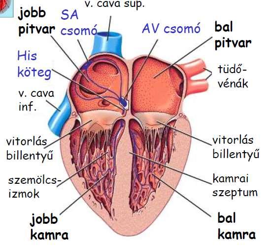 Tehát a kisvérkörbe nem kerül vér, hanem minden vér végső soron a nagyvérkörbe, az aortába kerül.