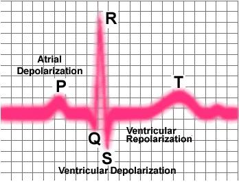 6 A szív ingerképző és ingerületvezető rendszere A szív automatikus működésű. Idegi összeköttetéseitől megfosztva is működőképes, mivel önálló ingerületgeneráló és -vezető rendszere van.
