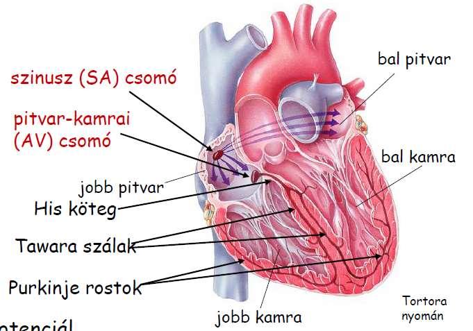 A rendszer részei: Szinuszcsomó Pitvar-kamrai csomó His-köteg Tawara-szárak Purkinje-rostok A szinuszcsomó az elsődleges ingerképző központ, a jobb pitvar falában található.