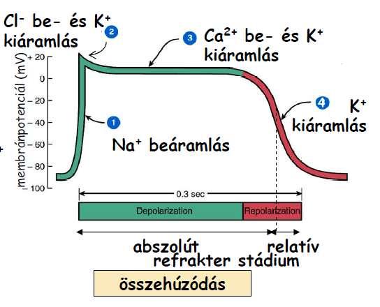 A szinuszcsomó sérülése esetén percenként 45 impulzust generál. A pitvar-kamrai csomóból az impulzusokat a kamrák felé a His-köteg Tawara-szárak Purkinje-rostok viszik.