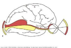 jobbolaldi OCULARIS STROKE 1.