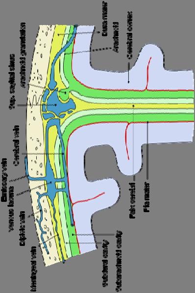 keringés CSF - liquor felszívódása Intracerebrális Vénás Hálózat