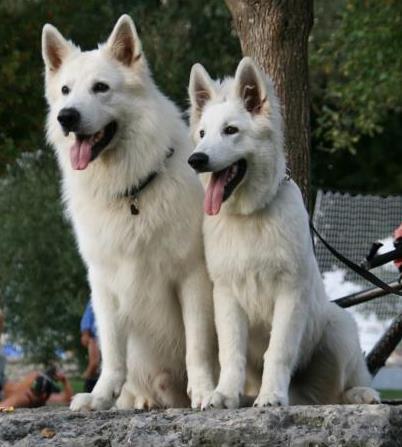 TENYÉSZTÉSI SZABÁLYZAT A SVÁJCI FEHÉR JUHÁSZKUTYA A fajta leírása, története A Berger Blanc Suisse (BBS) 2003.