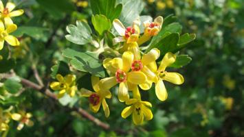 HELYETTE JAVASOLT: KÉKSZAKÁLL Caryopteris incana MAGYALLEVELŰ MAHÓNIA Mahonia aquifolium Észak-Amerikából származó, kisebb termetű, örökzöld cserje.