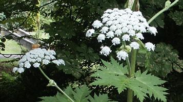 HELYETTE JAVASOLT: BÍBOR KASVIRÁG Echinacea purpurea Észak-amerikai eredetű, 50 100 cm magas, felálló szárú évelő. Alsó levelei tojásdad-lándzsásak, a felsők keskenyebbek.