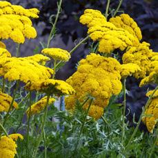 Lándzsás leveleik szórtan állnak, apró sárga virágaik a hajtás végén, nagy tömegben nyílnak. Kicsi terméseik bóbitásak, a szél messzire repíti őket.