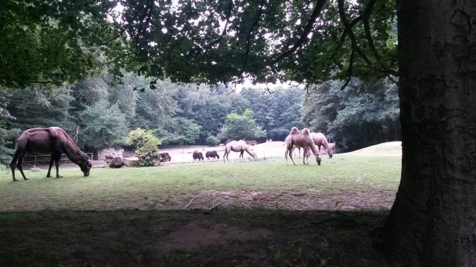Volt állat simogató ahová be lehetett menni, megsimogatni az állatokat, a kis kecskét, lámákat lehetet simogatni a kakasok ki voltak engedve.
