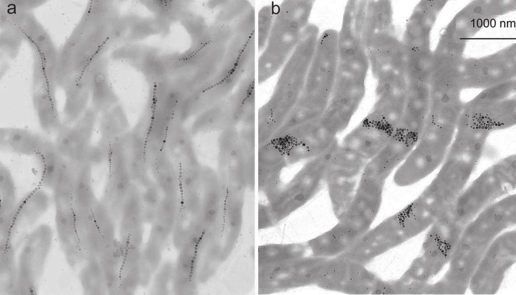 3. ábra. (a) A Magnetospirillum gryphyswaldense vad típusának sejtjei, egyes magnetit láncokkal. (b) Genetikailag módosított mutáns, melyb l hiányzik a mamj gén.