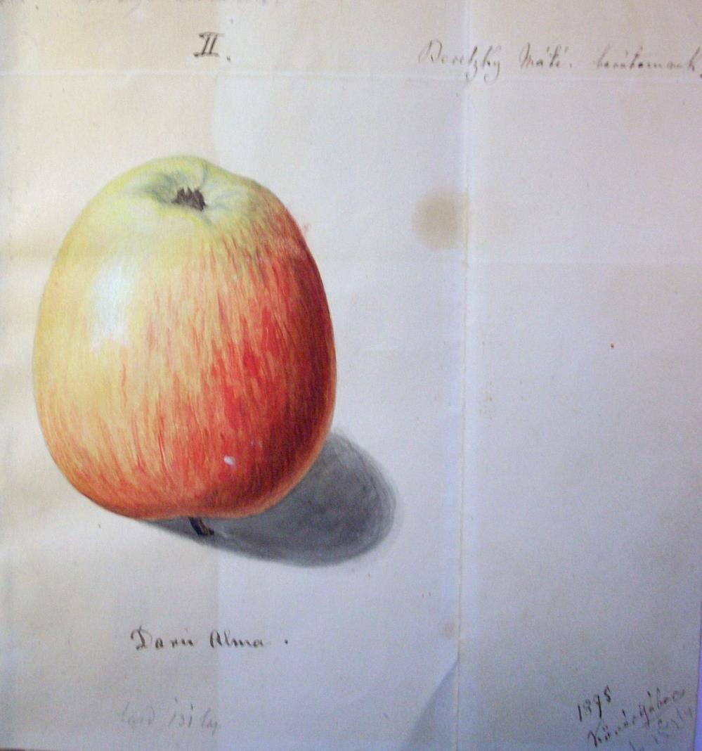 (Lelőhelye: Magyar Mezőgazdasági Múzeum Adattára SZE 177. lelt.sz.) 1875. október 28. A-1.