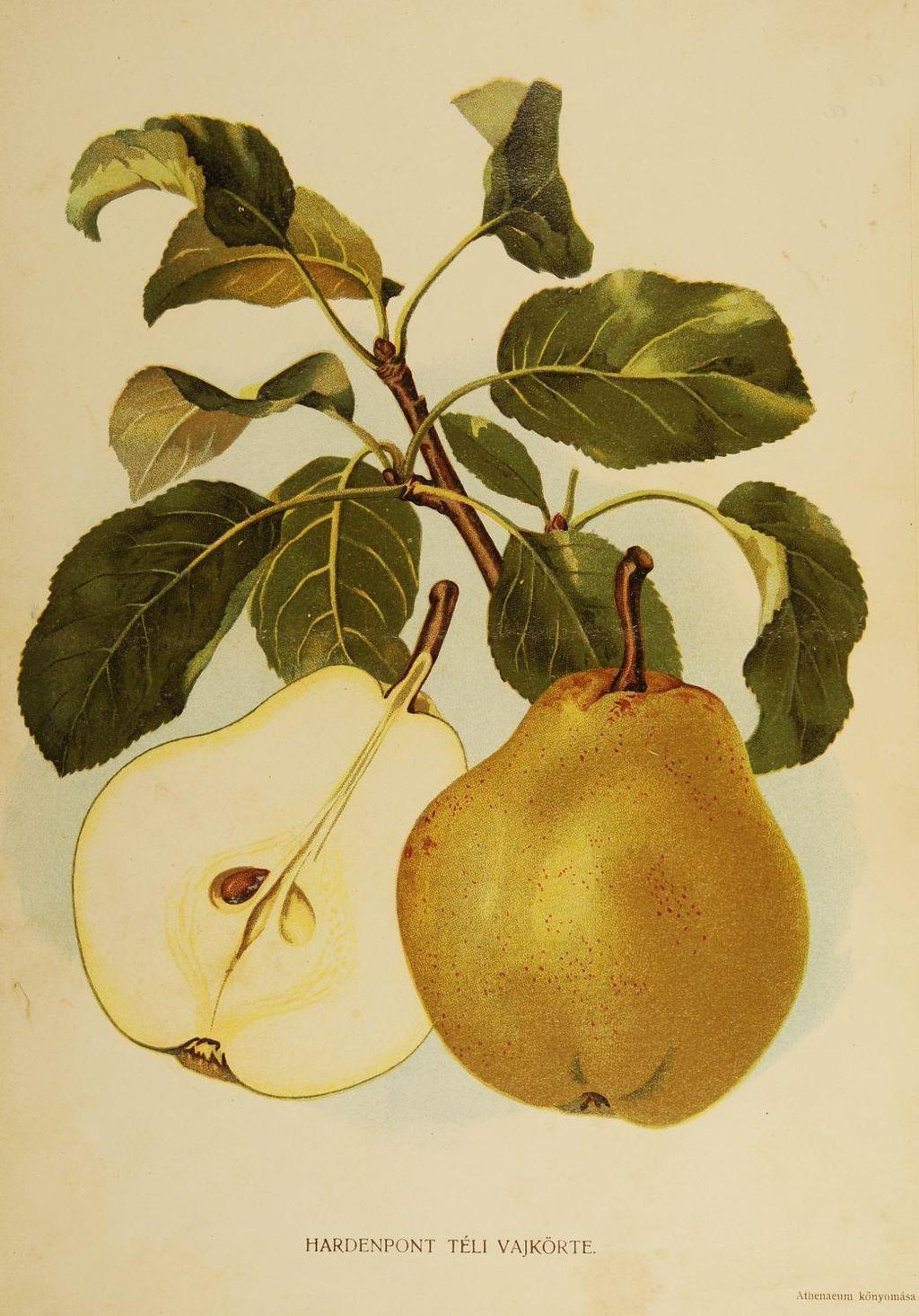 Gyümölcskertész : a községi faiskolák hivatalos közlönye / szerk. Molnár István. 1904.