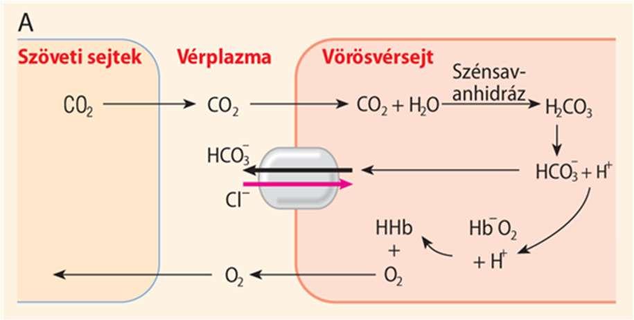 A hemoglobin oxigénnel való telítettségének a mértékét elsősorban a közeg oxigén koncentrációja - s ezzel arányosan a parciális nyomása - határozza meg.