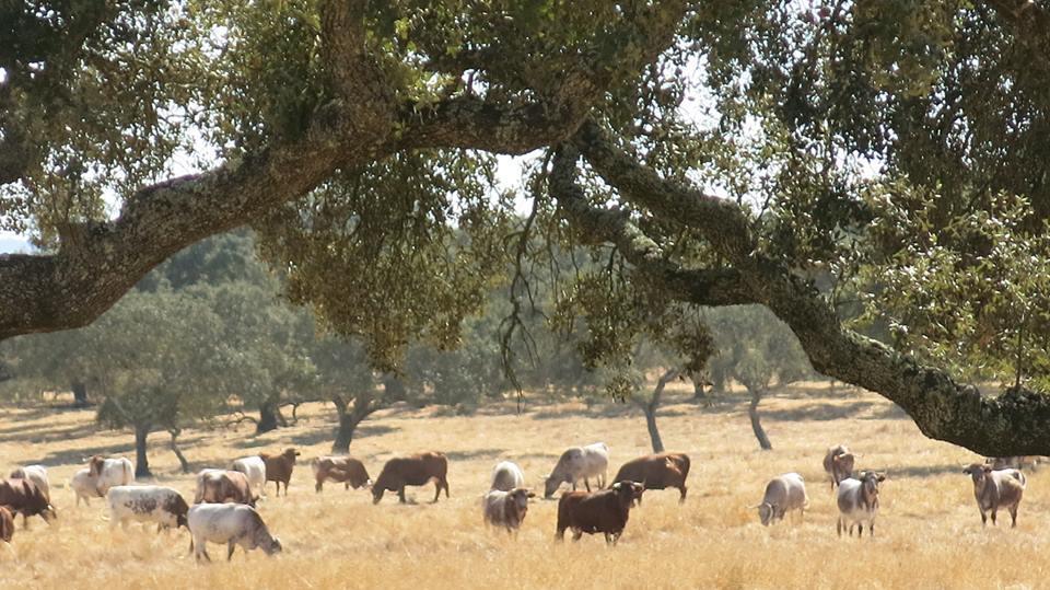8. MELLÉKLET: FÉNYKÉPMELLÉKLETEK Montado, portugáliai fáslegelők Évora