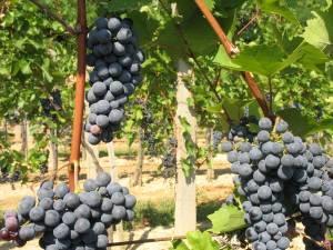 A szőlőmolyok károsítása folyamatos.