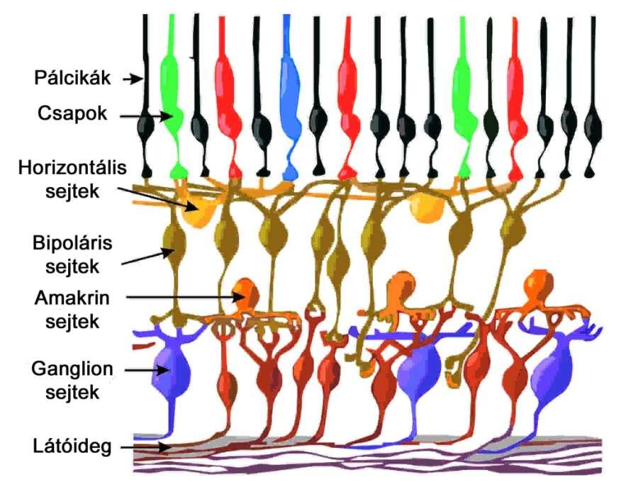 A retina