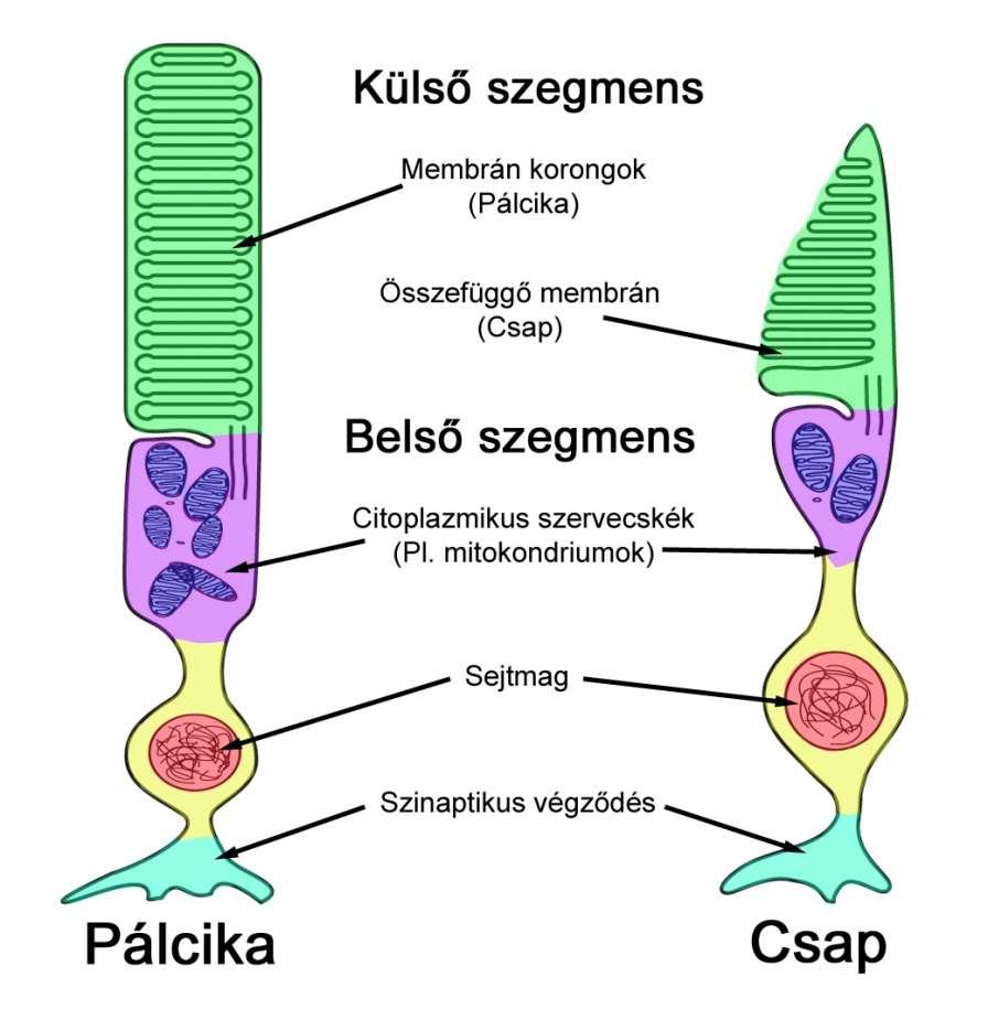 A fotoreceptor