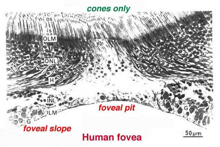 Emberi retina