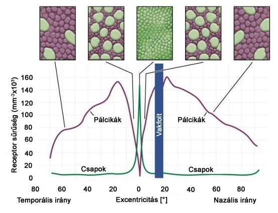 Csapok és pálcikák